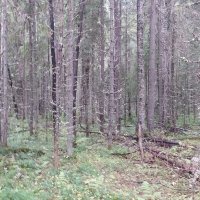 Туровский лес