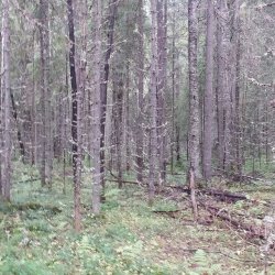 Туровский лес