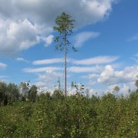 Лесные культуры сосны (ручной посев) 1958 г.