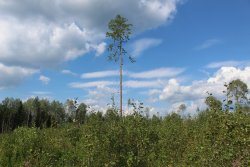 Лесные культуры сосны (ручной посев) 1958 г.