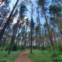 Зеленый бор