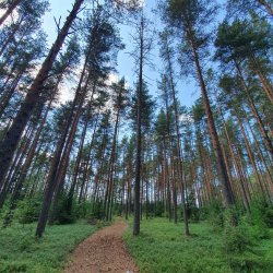 Зеленый бор