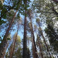 Опытные лесные культуры сосны С.В. Алексеева 1927-1930 гг.