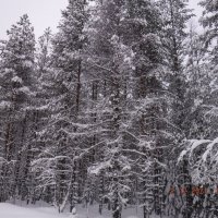 Участок соснового леса