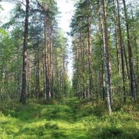 Ширшинский лес