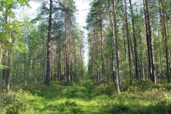 Ширшинский лес