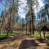 Тиманевский бор