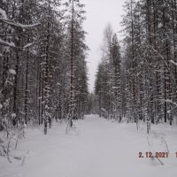 Участок лиственничного леса с выражением в плане «Слава КПСС»