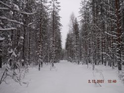 Участок лиственничного леса с выражением в плане «Слава КПСС»