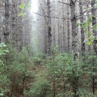 Лесные культуры кедра 1965 года