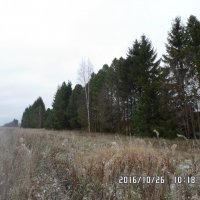 Кедровые посадки у д. Никифорово