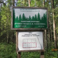 Рубки ухода С.В. Алексеева 1951 года