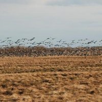 Беломорский биологический заказник