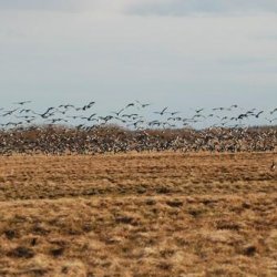 Беломорский биологический заказник