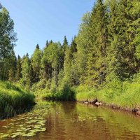 Лесные культуры кедра «Совьи горы»