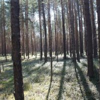 Естественные насаждения сосны