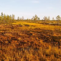 Пёзский ландшафтный заказник