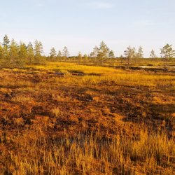 Пёзский ландшафтный заказник