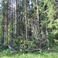 Лесные культуры сосны (ручной посев) 1939 года