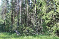 Лесные культуры сосны (ручной посев) 1939 года