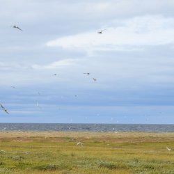 Приморский ландшафтный заказник