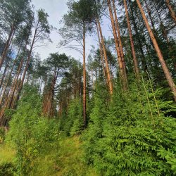 Благовещенский бор