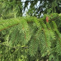 Березниковский сосновый бор