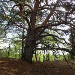 Двинской биологический заказник