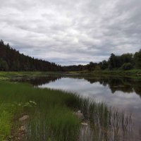 Шунемский сосновый бор