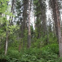 Естественные посадки ели с примесью березы и сосны (Двенадцать ключей)