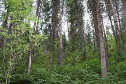 Естественные посадки ели с примесью березы и сосны (Двенадцать ключей)