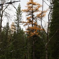 Участок лиственничного леса с выражением в плане «Ленину-слава»