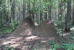 Талажский сосновый бор