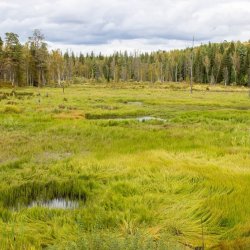 Комплексный (ландшафтный) заказник «Лекшмох»