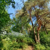 Вороновская роща