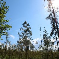 Лесные культуры кедра (ручной посев) 1956 г.