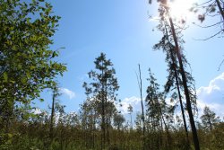 Лесные культуры кедра (ручной посев) 1956 г.