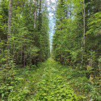 Коношский биологический заказник