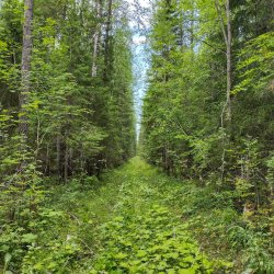 Коношский биологический заказник