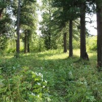 Кедровый сад