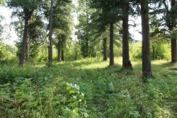 Кедровый сад