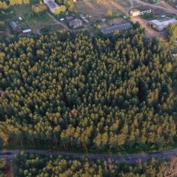 Аргуновский сосновый бор