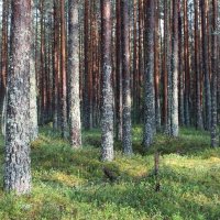 Сосновый бор