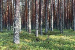 Сосновый бор