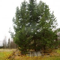 Пихты под Архангельском