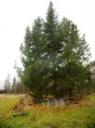 Пихты под Архангельском