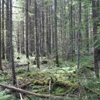 Лесные культуры сосны по вырубке 1959 г.