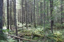 Лесные культуры сосны по вырубке 1959 г.