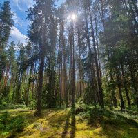 Сосновый бор «Круж»