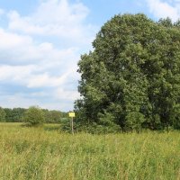 Естественная аллея липы